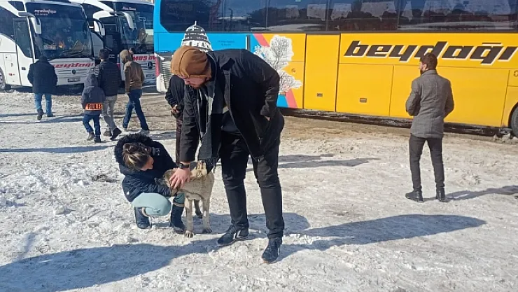 Yolda kalan yolcular köpek besleyerek zaman geçiriyor