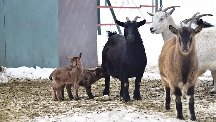 Hayvanat Bahçesi yeni doğmuş üyeleriyle ziyaretçilerini bekliyor