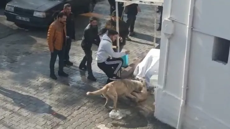 Kavgada gözü dönen köpeklere tekmeli müdahale