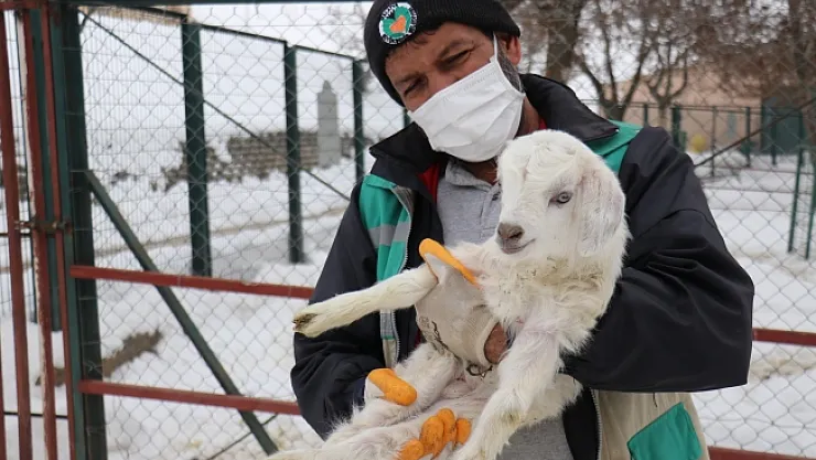 Malatya Hayvanat Bahçesi'nin üye sayısı artıyor