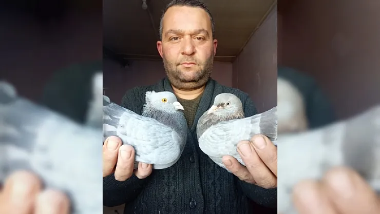 Otomobil fiyatına güvercin  