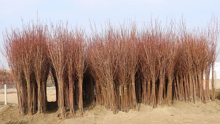 Üretici kayısı fidanına büyük ilgi gösteriyor