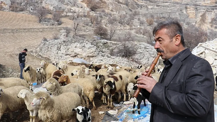 Bin 700 metre rakımdaki sürülerin kaval keyfi