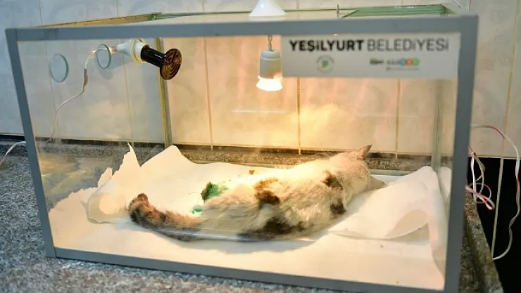 Ekipler, demir kapıya sıkışan kediyi kurtardı