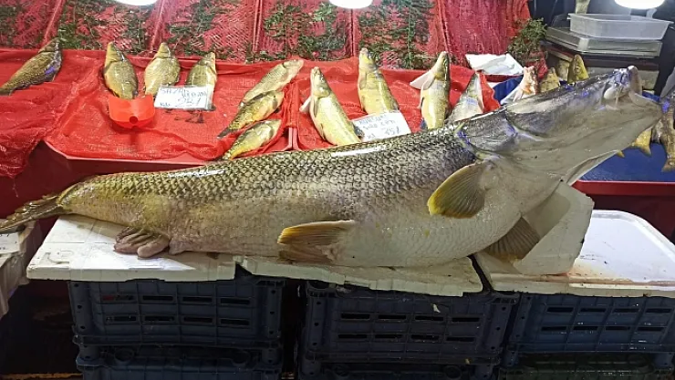 Karakaya Barajı Gölü'nde 144 kiloluk kurşun balığı yakalandı