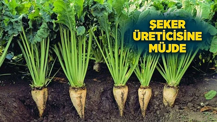 TÜRKŞEKER pancar avans fiyatını artırdı