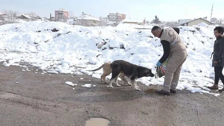 Yeşilyurt'ta karda sokak hayvanları unutulmadı