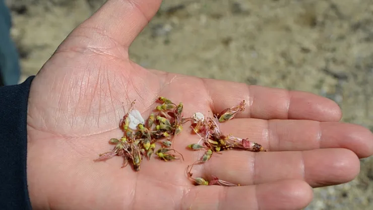 Kayısı ile birlikte Malatya'nın da umutları yandı!