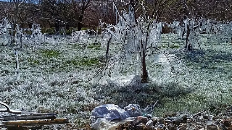 Kayısı bahçelerindeki donun boyutu kameralara yansıdı