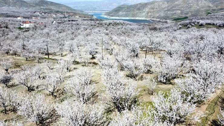 Kayısı çiçeklerinin görsel şölenine ilgi  