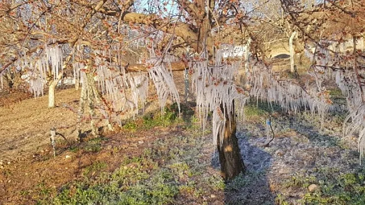 Malatya'da kayısıyı don vurdu!