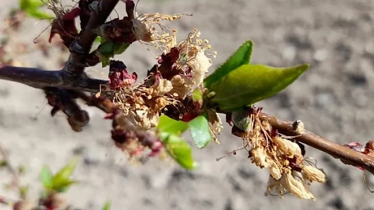 Tarım ve Orman Müdürlüğü'nden zirai don açıklaması