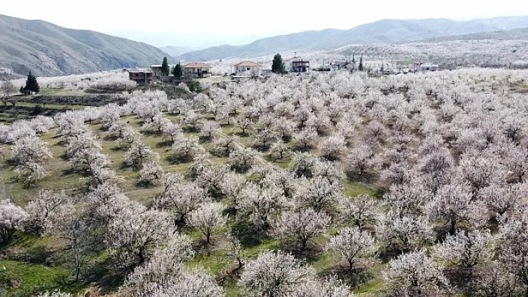 Özcan:  Kayısı ağaçları 20 gün geç çiçek açtı