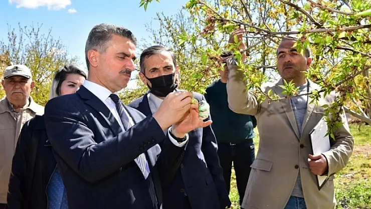 Vali Baruş, hasar gören kayısı bahçelerini inceledi