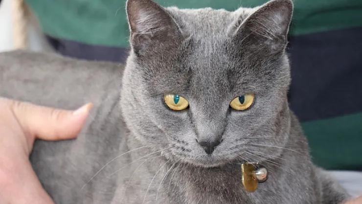 Beslemek için aldığı kedi can dostu oldu