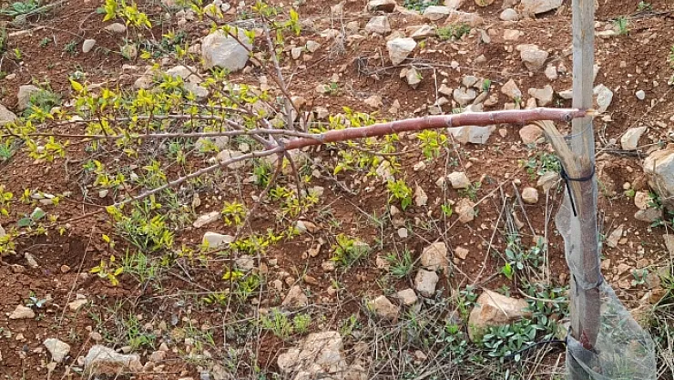 550 kayısı fidanını kırıp çiftçinin emeklerini heba ettiler