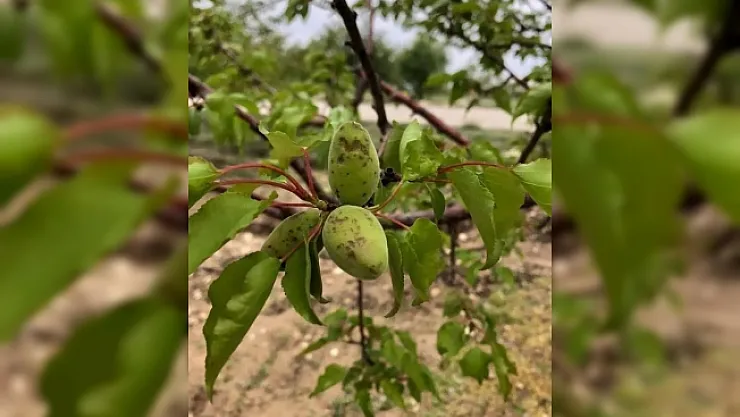Doğanşehir'de dolu yağışı kayısıya zarar verdi