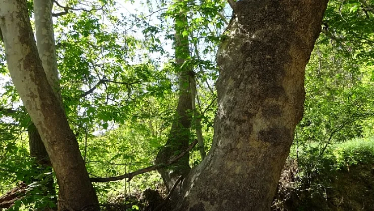 Malatya'da 250 yıllık çınar ağacı için koruma talebi