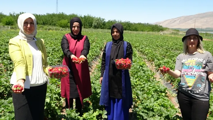 Malatya'da çilek 'kadın elinde' yetişiyor