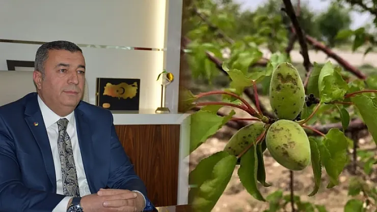 Malatya'da dolu, kayısı bahçelerine zarar verdi