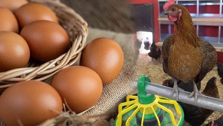 Okulda yumurta üretip, satıyorlar…