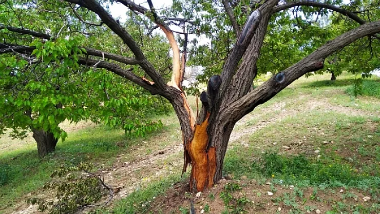 Yıldırım düşen ağaç parçalandı