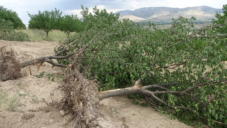 &quotEmeğim çok&quot deyip onlarca kayısı ağacını kökünden söktü