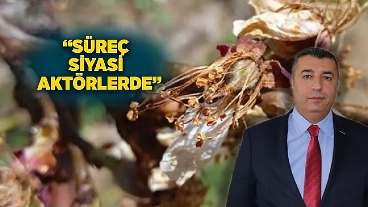 Kayısıda hasat zamanı geldi, hasar açıklanmadı