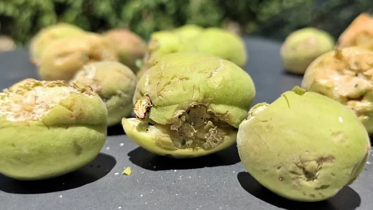 Kayısıyı bu kez de dolu vurdu