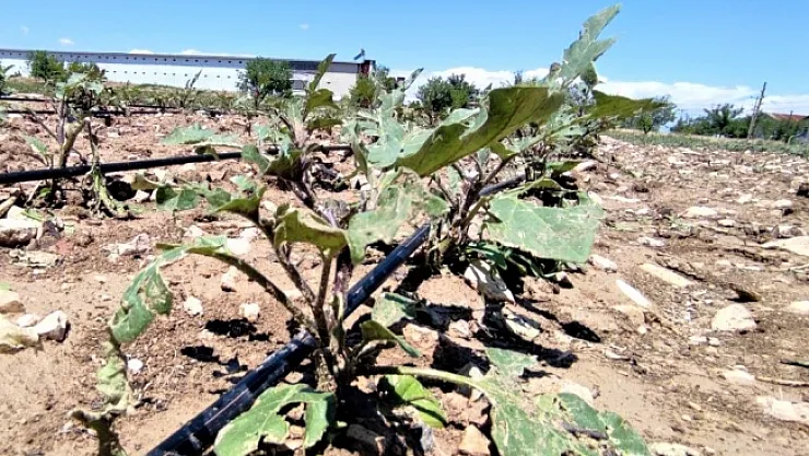 Kayısıyı don vurunca sedir ektiler, bu sefer de dolu vurdu