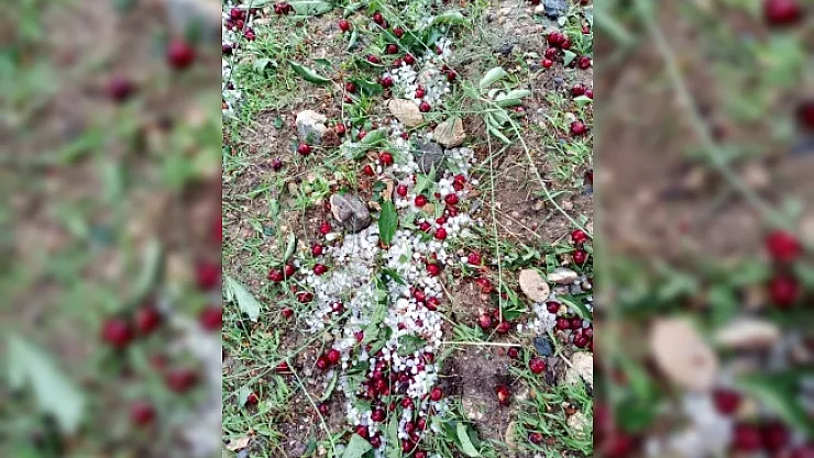 Malatya'da sağanak ve dolu meyvelere zarar verdi