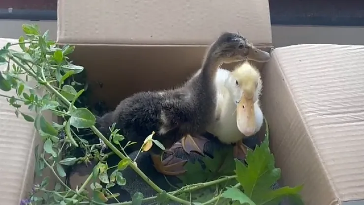Malatya'da sağanak yağış hayvanları da vurdu