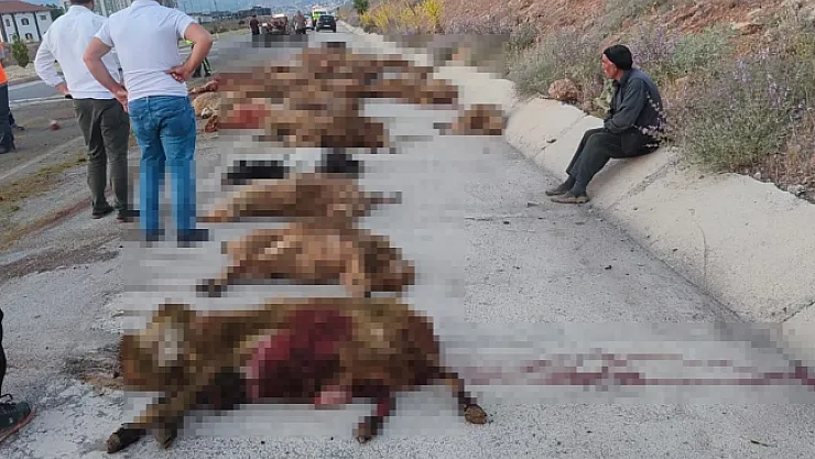 Otobüs küçükbaş sürüsüne daldı: 70 hayvan telef oldu