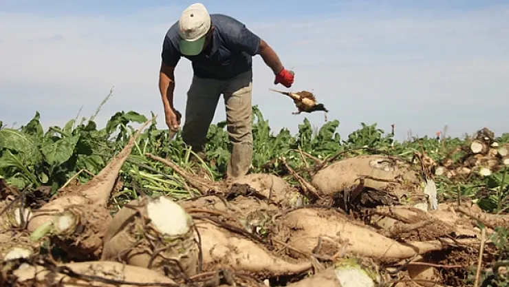 Pancar çiftçisine ikinci avans ödemesi yapıldı