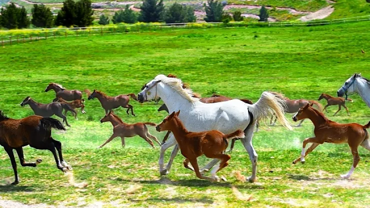 Sultansuyu'nda yetişen 60 tay satılacak