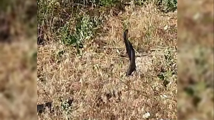 Yılanların dansı kameraya yansıdı