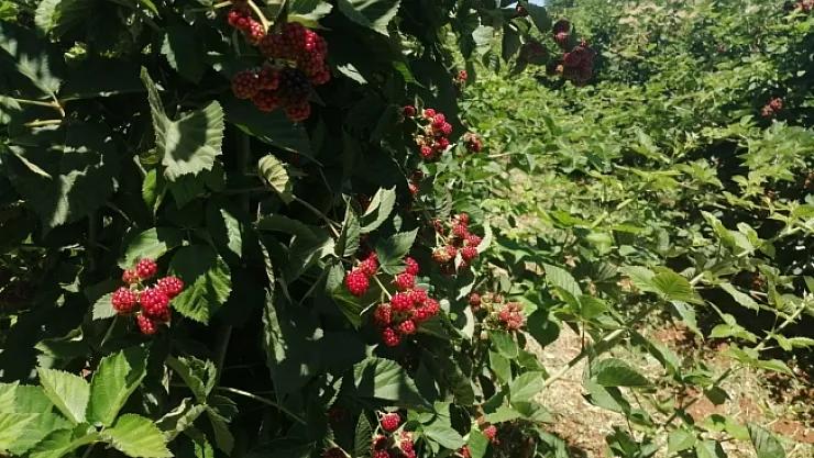 Böğürtlende sevindiren verim