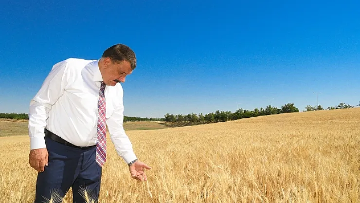Çiftçilere dağıtılan tohumlar hasat ediliyor