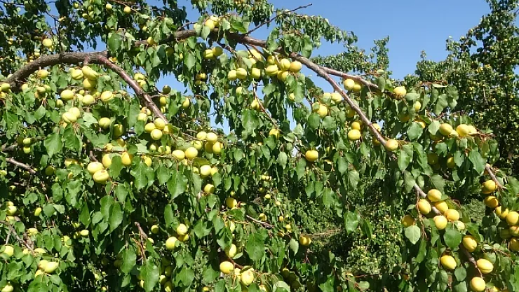 Kayısı üreticisi işçi bulamıyor!