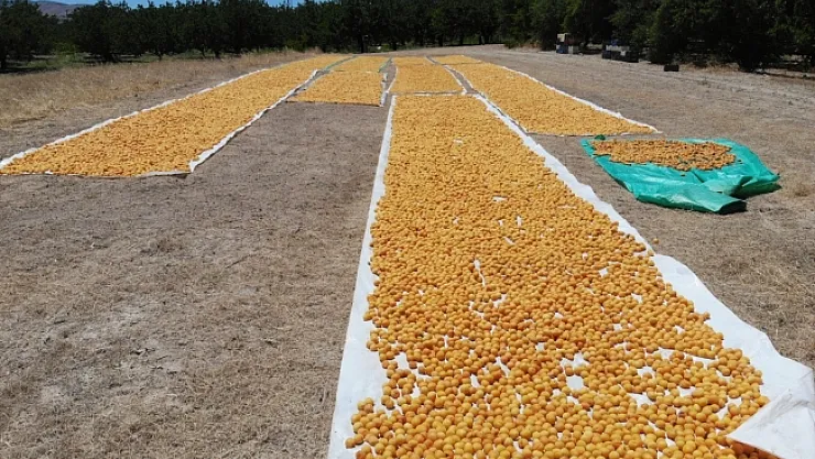 Kuru kayısı ihracatında hedef 500 milyon dolar