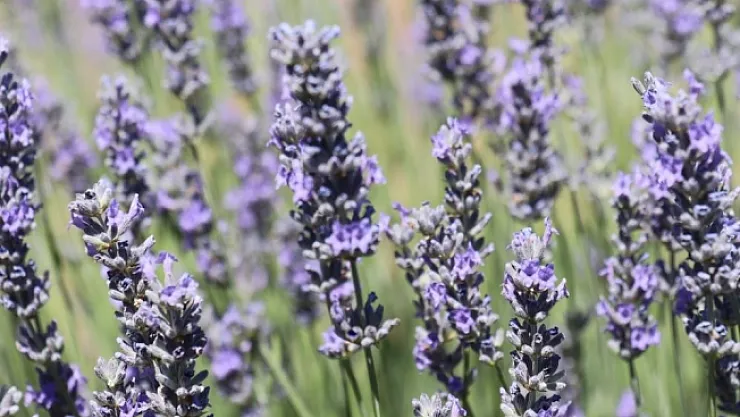 Lavantadan bu yıl üstün verim alındı! Üretim artırılacak