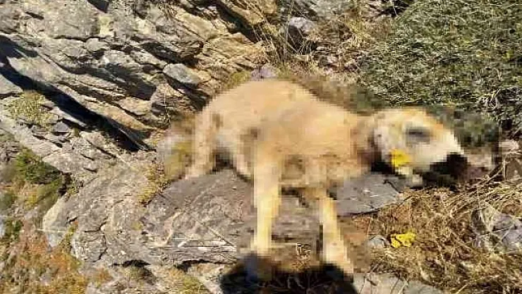 Malatya'da kurtlar 18 koyunu telef etti