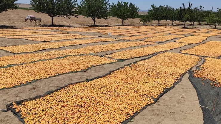 Malatya'da kayısı hasadı başladı