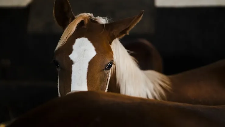 Malatya'da yetiştirilen Arap tayları Bursa'da satılacak