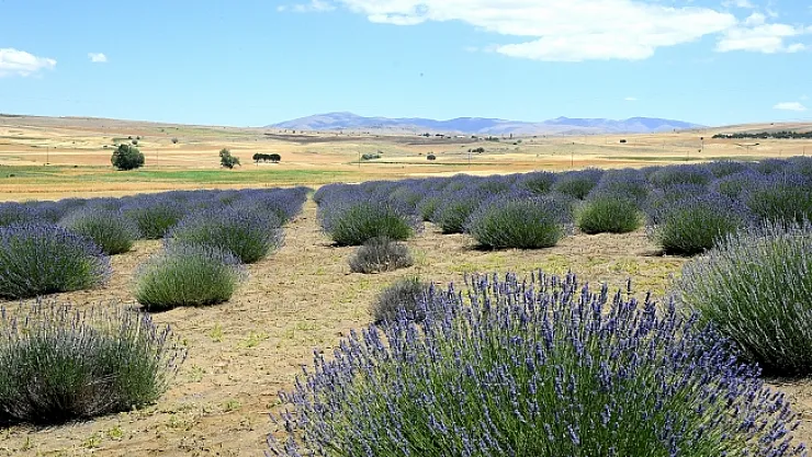 Mor renge bürünen Arguvan'da lavanta hasadı yapıldı