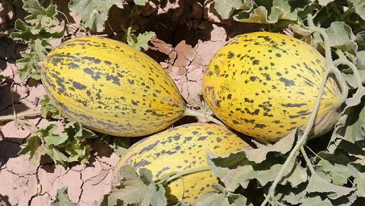 Yazıhan ovasında bereket artıyor