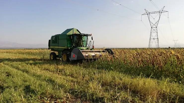 Ayçiçeği tarlalarında hasat başladı