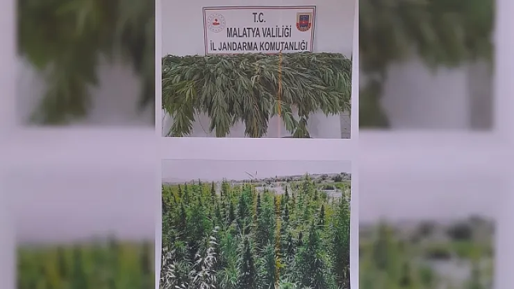 Malatya'da 651 kök kenevir ele geçirildi