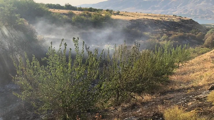 Malatya'da anız yangınında kayısı ağaçları zarar gördü