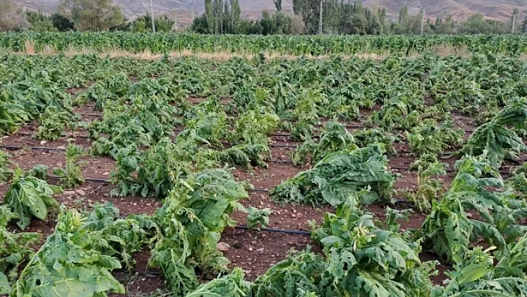 Malatya'da dolu yağışı tütünlere zarar verdi